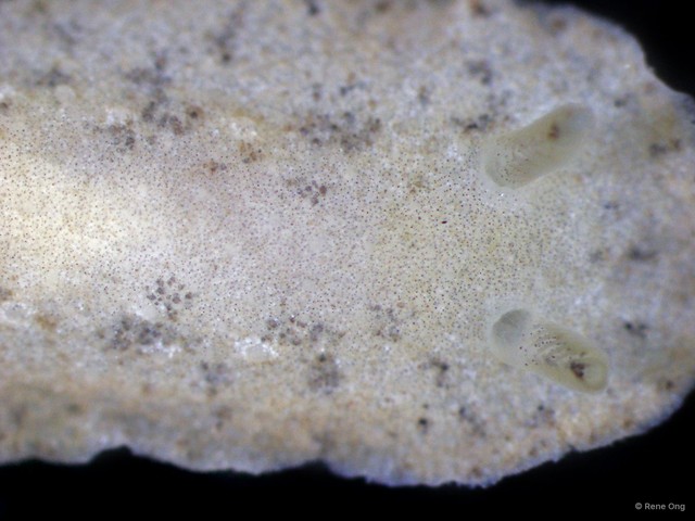 Dendrodoris sp. "69cdcf53"•&copy; Rene Ong•All Rights Reserved