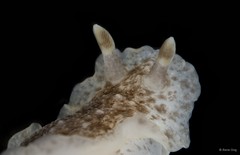 Dendrodoris sp. "cf. albobrunnea"•&copy; Rene Ong•All Rights Reserved