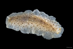 Dendrodoris sp. "cf. albobrunnea"•&copy; Rene Ong•All Rights Reserved