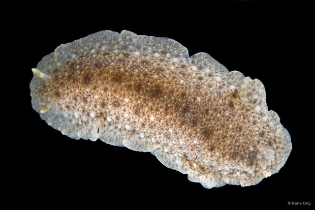 Dendrodoris albobrunnea•&copy; Rene Ong•All Rights Reserved
