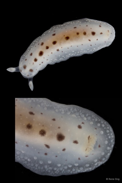 Dendrodoris elongata•&copy; Rene Ong•All Rights Reserved