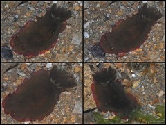 Dendrodoris fumata•&copy; Toh Chay Hoon•All Rights Reserved
