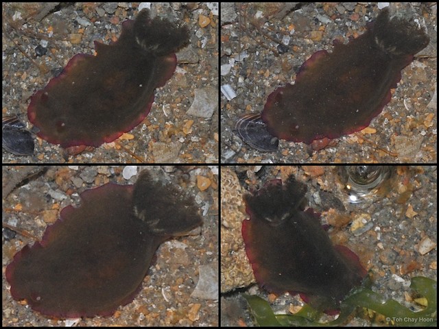 Dendrodoris fumata•&copy; Toh Chay Hoon•All Rights Reserved