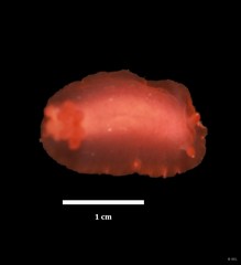 Dendrodoris fumata•&copy; REL•All Rights Reserved