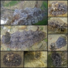 Dendrodoris krusensternii•&copy; Toh Chay Hoon•All Rights Reserved
