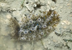 Dendrodoris krusensternii•&copy; Rene Ong•All Rights Reserved