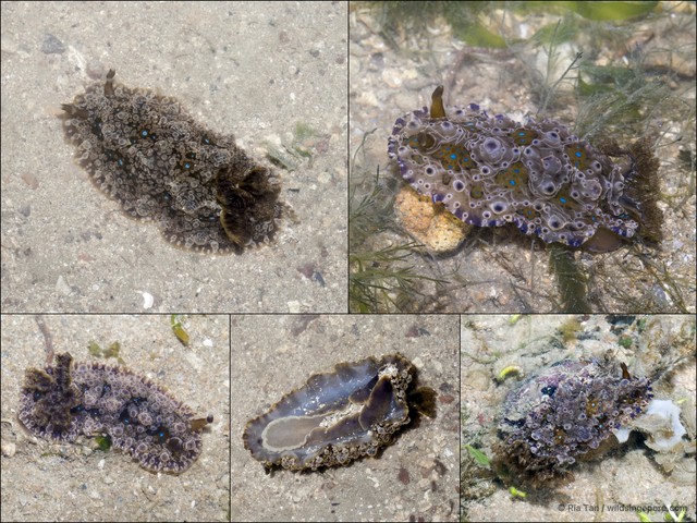Dendrodoris krusensternii•&copy; Ria Tan•All Rights Reserved