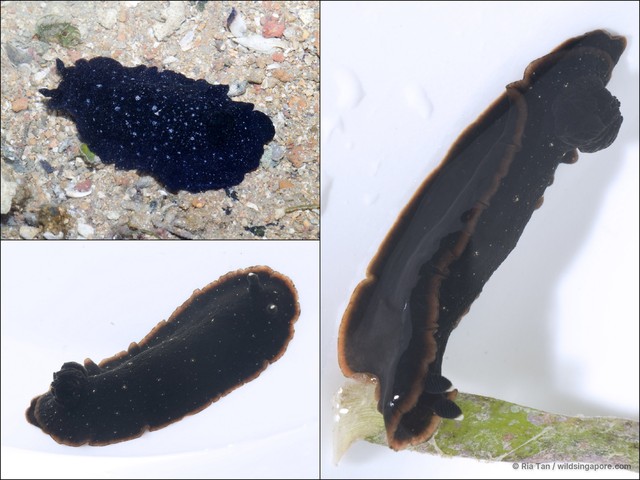 Dendrodoris nigra•&copy; Ria Tan•All Rights Reserved