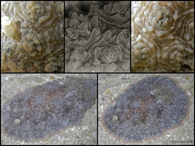 Dendrodoris tuberculosa•&copy; Toh Chay Hoon•All Rights Reserved