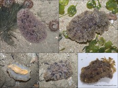 Carminodoris nodulosa•&copy; Ria Tan•All Rights Reserved