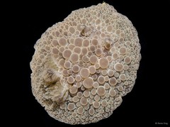 Carminodoris nodulosa•&copy; Rene Ong•All Rights Reserved
