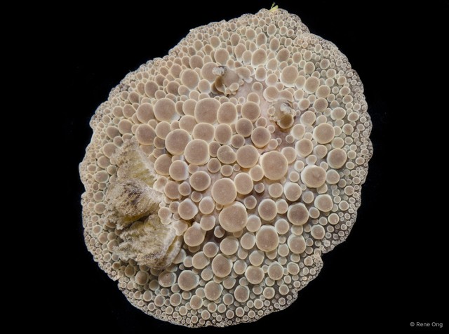 Carminodoris nodulosa•&copy; Rene Ong•All Rights Reserved