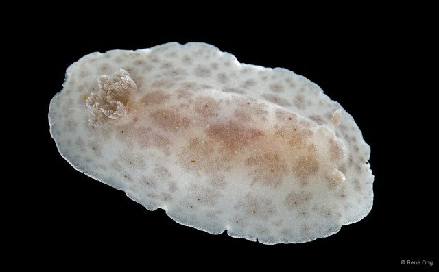 Discodoris sp. "69cdcf59"•&copy; Rene Ong•All Rights Reserved