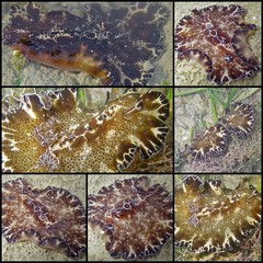Discodoris boholiensis•&copy; Toh Chay Hoon•All Rights Reserved
