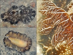 Discodoris boholiensis•&copy; Rene Ong•All Rights Reserved