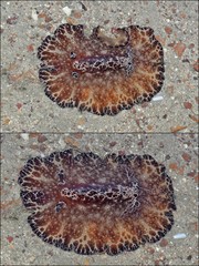 Discodoris boholiensis•&copy; Rene Ong•All Rights Reserved