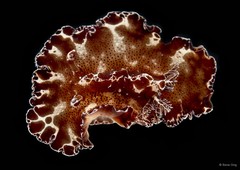 Discodoris boholiensis•&copy; Rene Ong•All Rights Reserved
