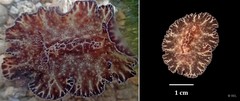 Discodoris boholiensis•&copy; REL•All Rights Reserved