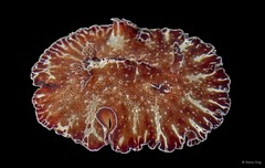 Discodoris boholiensis•&copy; Rene Ong•All Rights Reserved