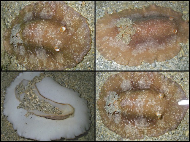Platydoris scabra•&copy; Toh Chay Hoon•All Rights Reserved