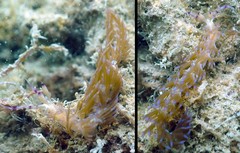 Pteraeolidia ianthina•&copy; REL•All Rights Reserved