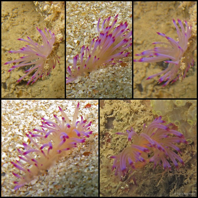 Coryphellina sp. "fa162940"•&copy; Toh Chay Hoon•All Rights Reserved