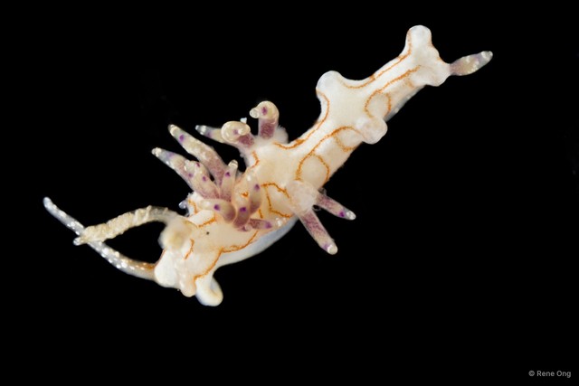 Flabellina sp. "1"•&copy; Rene Ong•All Rights Reserved