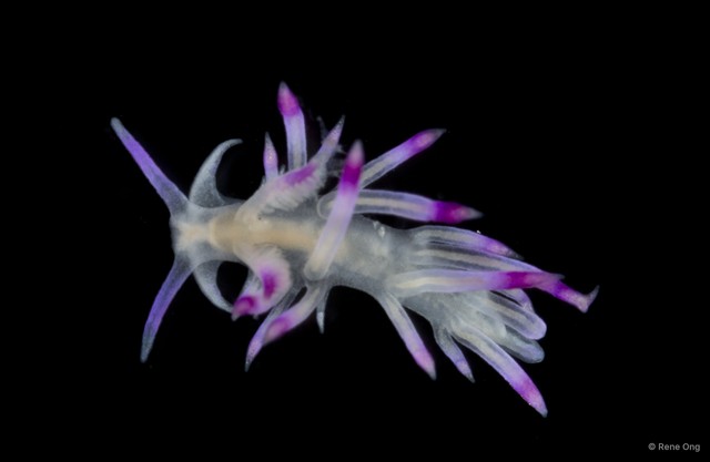 Flabellina sp. "3"•&copy; Rene Ong•All Rights Reserved