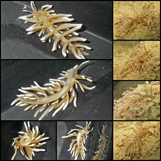 Phyllodesmium briareum•&copy; Toh Chay Hoon•All Rights Reserved