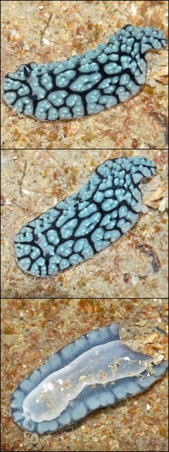 Phyllidiidae sp. "912ca909"•&copy; Rene Ong•All Rights Reserved