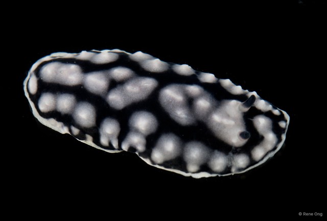 Phyllidia sp. "cf. varicosa"•&copy; Rene Ong•All Rights Reserved