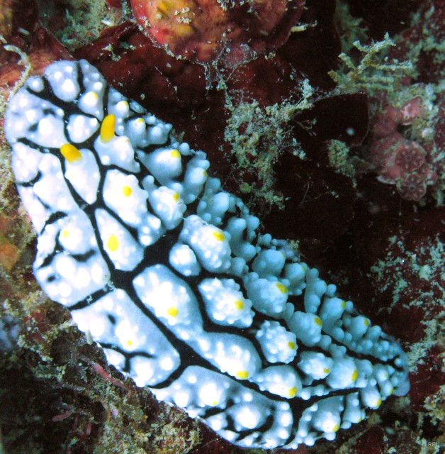 Phyllidia sp. "IP0351"•&copy; REL•All Rights Reserved