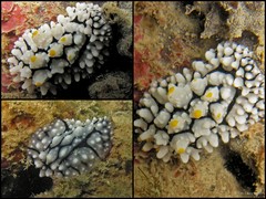 Phyllidia elegans•&copy; Toh Chay Hoon•All Rights Reserved