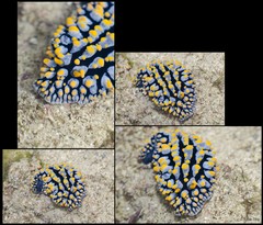 Phyllidia elegans•&copy; Rene Ong•All Rights Reserved