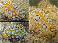 Phyllidia ocellata•&copy; Toh Chay Hoon•All Rights Reserved
