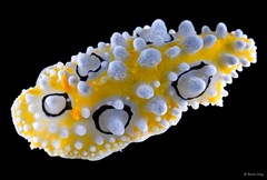 Phyllidia ocellata•&copy; Rene Ong•All Rights Reserved