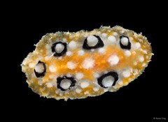 Phyllidia ocellata•&copy; Rene Ong•All Rights Reserved