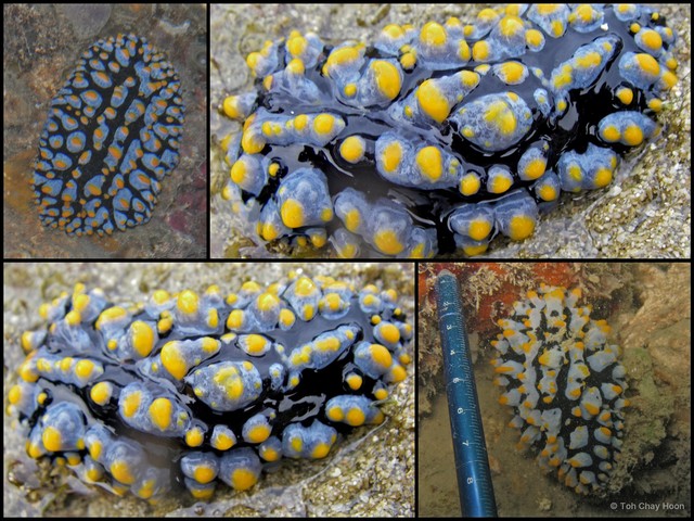 Phyllidia varicosa•&copy; Toh Chay Hoon•All Rights Reserved