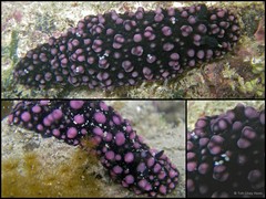 Phyllidiella nigra•&copy; Toh Chay Hoon•All Rights Reserved