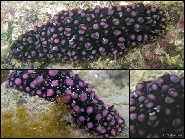 Phyllidiella nigra•&copy; Toh Chay Hoon•All Rights Reserved