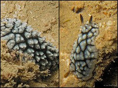 Phyllidiella pustulosa•&copy; Toh Chay Hoon•All Rights Reserved