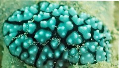 Phyllidiella pustulosa•&copy; REL•All Rights Reserved