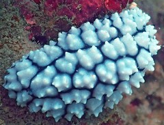 Phyllidiella pustulosa•&copy; REL•All Rights Reserved