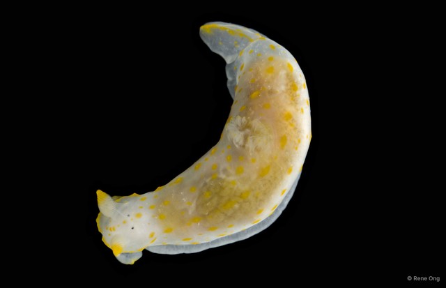Gymnodoris sp. "1"•&copy; Rene Ong•All Rights Reserved