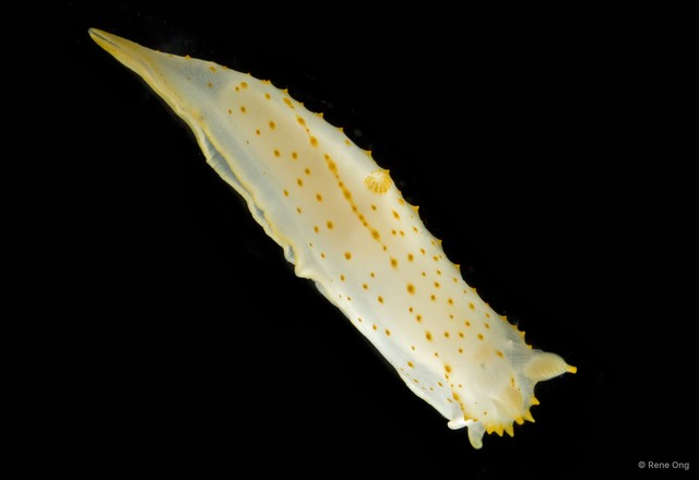 Gymnodoris sp. "2"•&copy; Rene Ong•All Rights Reserved