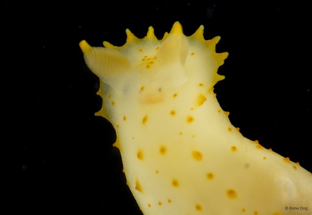 Gymnodoris sp. "3"•&copy; Rene Ong•All Rights Reserved
