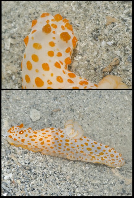 Gymnodoris sp. "912ca845"•&copy; Rene Ong•All Rights Reserved