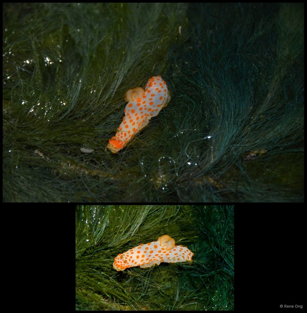 Gymnodoris sp. "912ca84b"•&copy; Rene Ong•All Rights Reserved