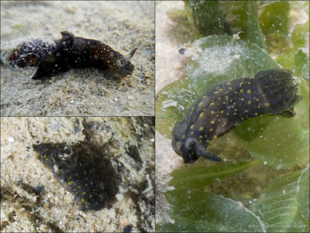 Gymnodoris sp. "c8f771ff"•&copy; Ria Tan•All Rights Reserved