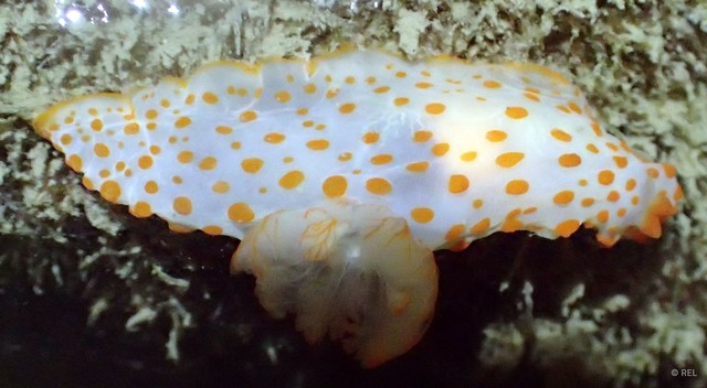 Gymnodoris sp. "IP0285"•&copy; REL•All Rights Reserved